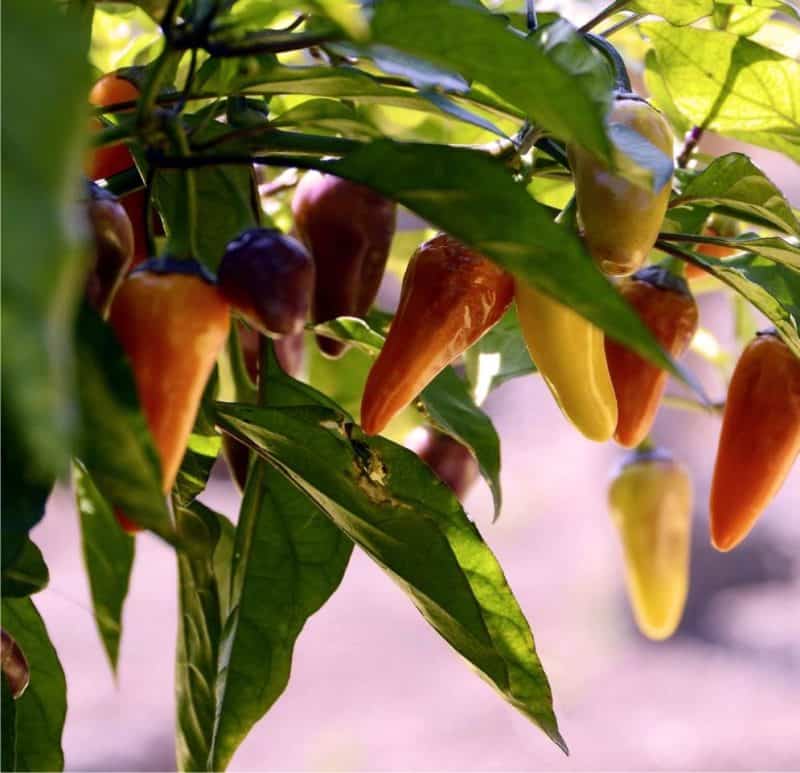 Come E Quando Seminare I Peperoncini Piccanti