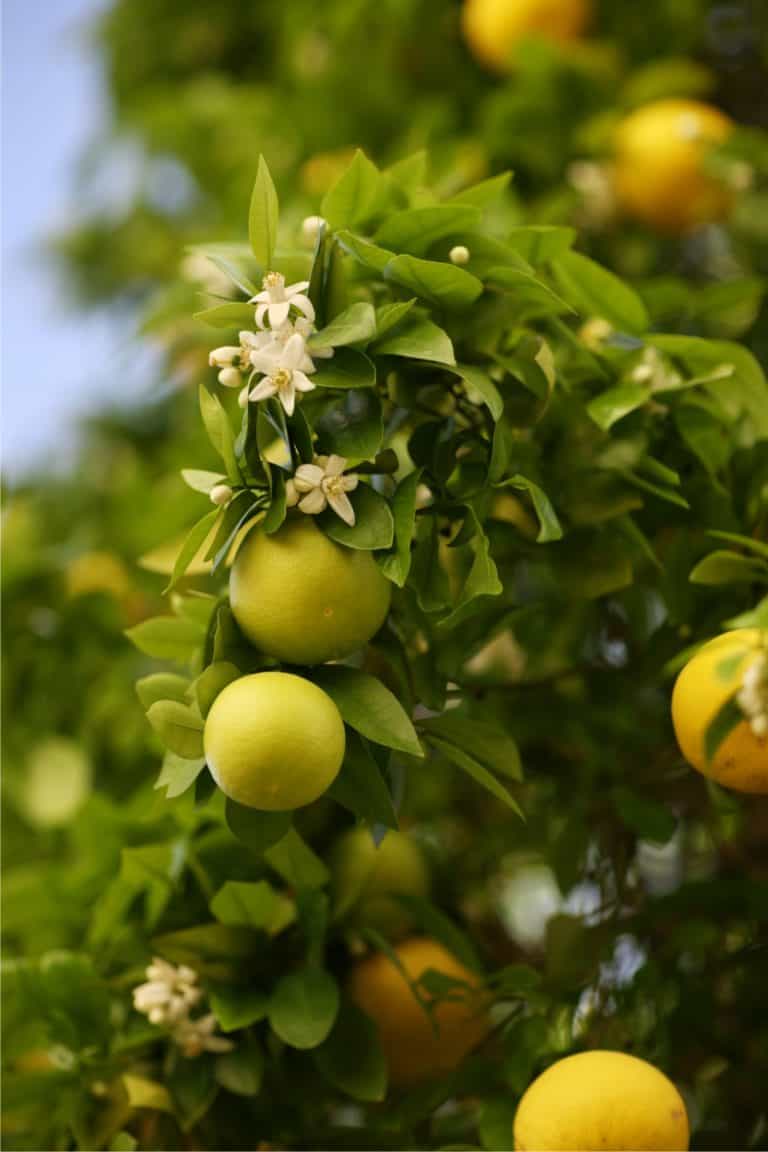 Coltivare L Arancio Alberi Da Frutto Orto Da Coltivare