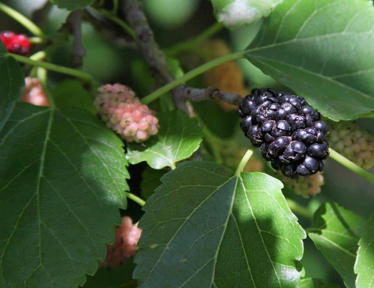 Il Gelso Coltivazione E Caratteristiche Dell Albero Di More