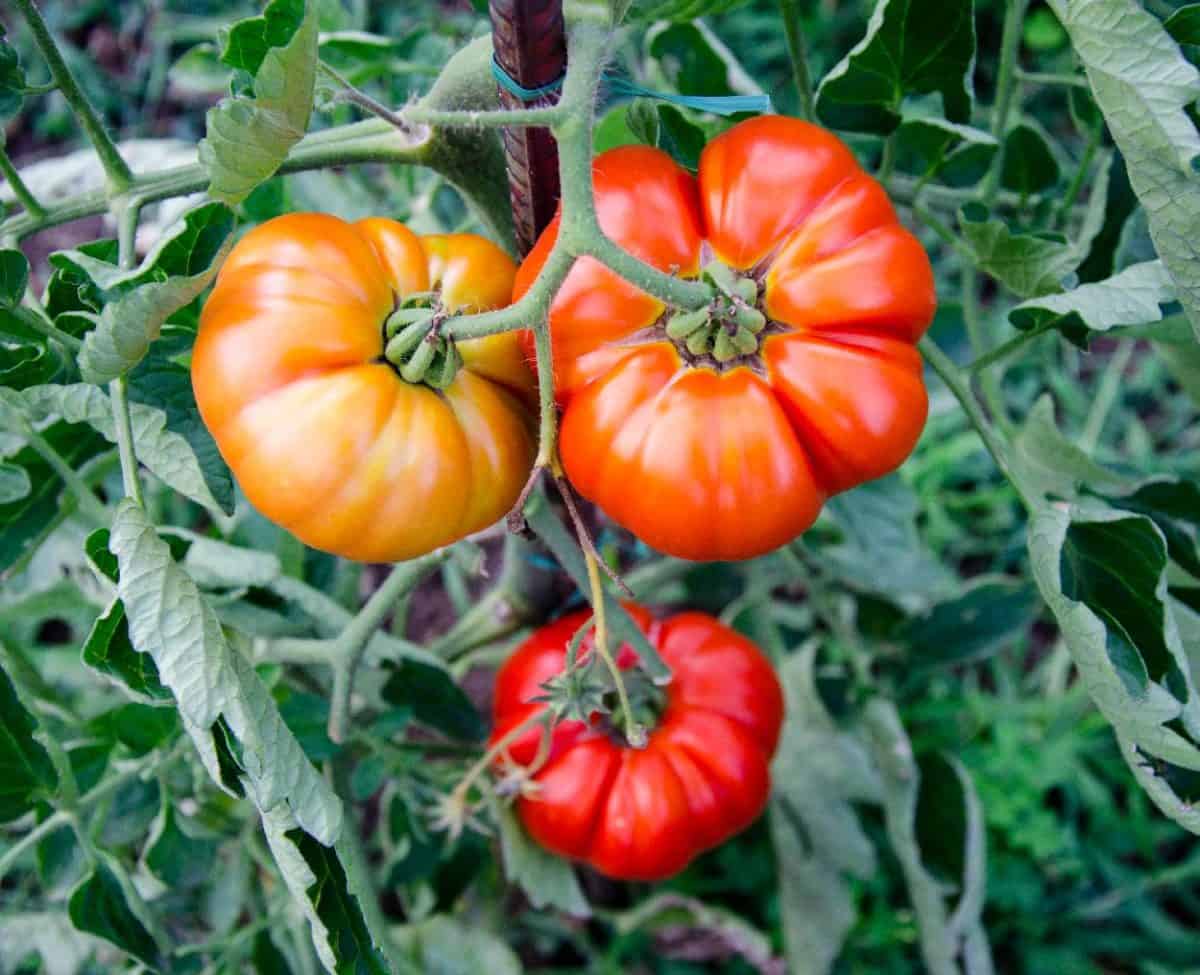 Come E Quando Concimare I Pomodori Orto Da Coltivare