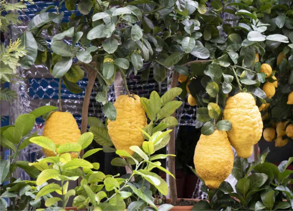 Cedro La Coltivazione Dell Agrume E Le Sue Caratteristiche