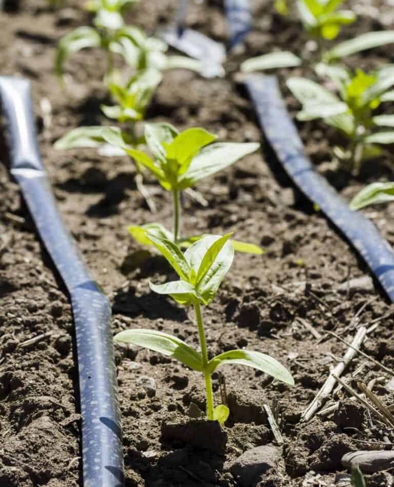 Impianto Di Irrigazione A Goccia Per L Orto Come Fare