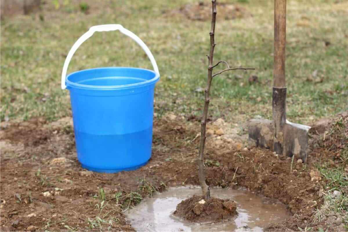 Alberi Da Frutto A Radice Nuda Come Piantare