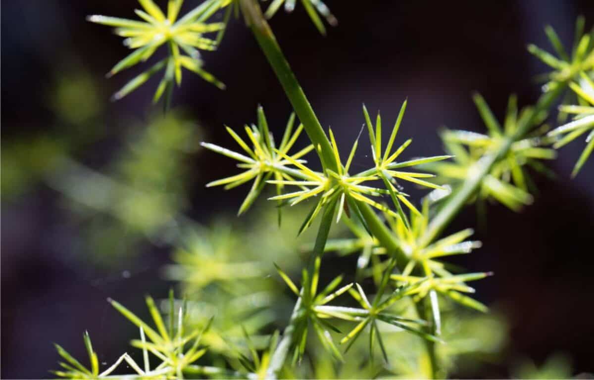 Asparagi Selvatici Come Riconoscerli E Quando Raccoglierli