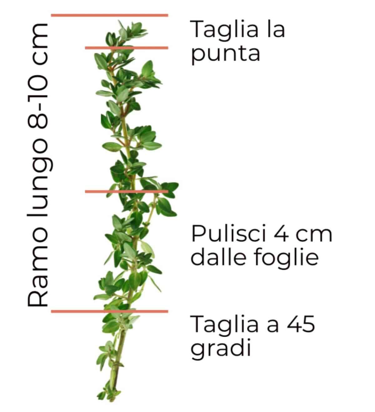 Talea Di Timo Come E Quando Moltiplicare Le Aromatiche