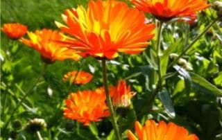 fiore della calendula