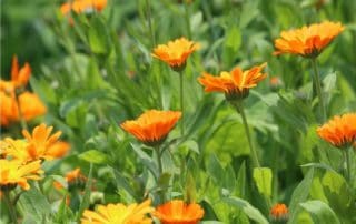 fiori di calendula