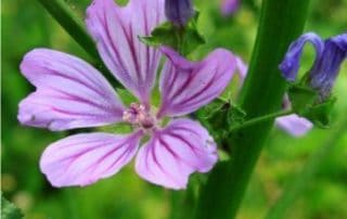 fiorellino di malva