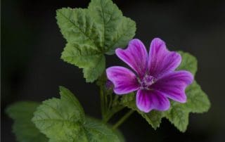 malva fiore officinale