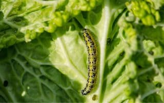 larva di cavolaia su foglia di verza