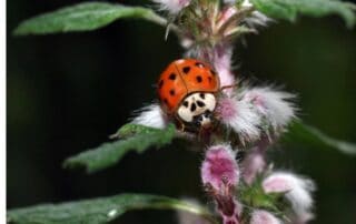 coccinella nell'orto