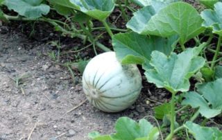 la pianta del melone