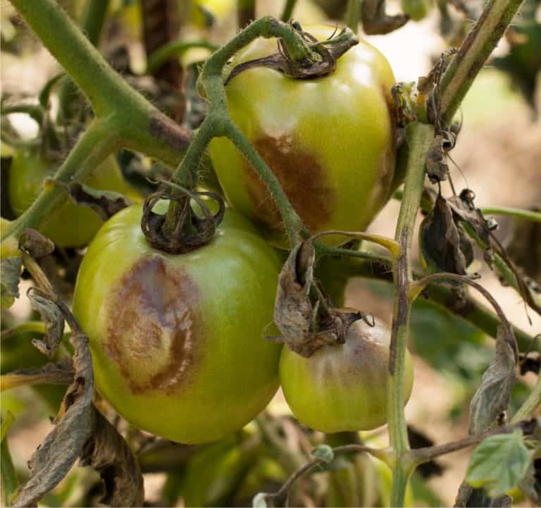 Peronospora Del Pomodoro Sintomi E Trattamenti Bio