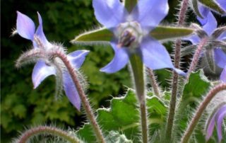 fiori blu di borragine