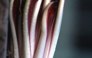 imbianchimento del radicchio