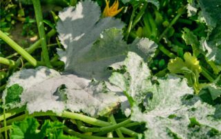 oidio delle zucchine