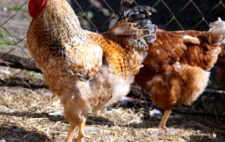 pollina dal letame delle galline