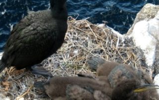 guano di cormorano