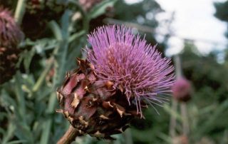 fiore del cardo