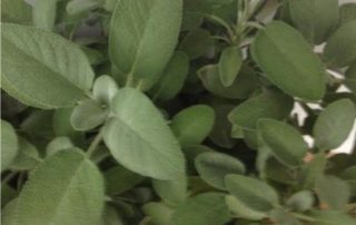 salvia officinalis