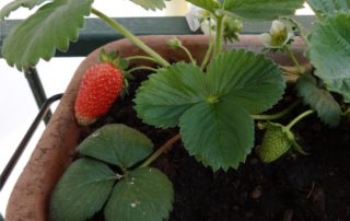 fragole sul balcone