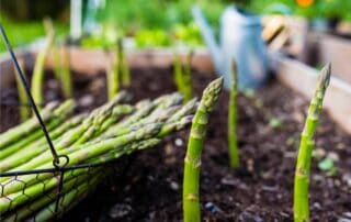 asparagi coltivazione