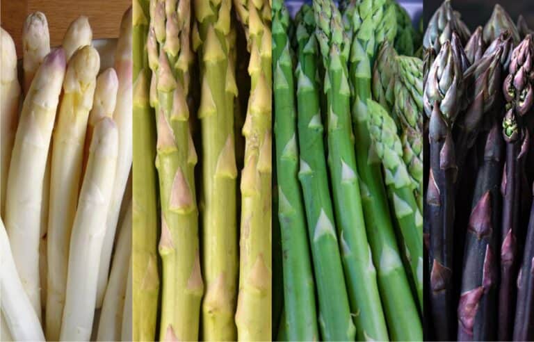 La Coltivazione Degli Asparagi