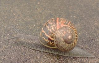 lumaca helix aspersa