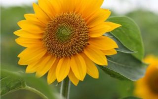 fiore eliotropico del girasole