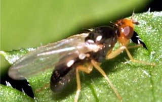 chamaepsila rosae, la mosca della carota