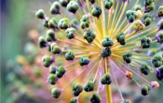 fiore del porro