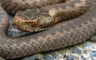 vipera velenosa