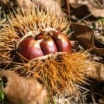 castagne novembre