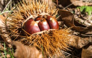 castagne novembre