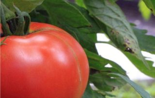 macerazione pomodoro