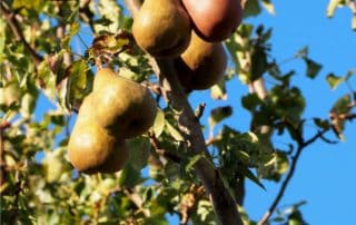 albero di pere: rami e frutti