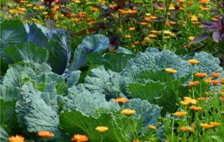 cavoli in consociazione con fiori