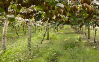 allevamento kiwi a doppia pergola