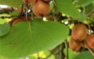 kiwi sull'actinidia