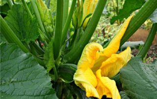 zucchine seminate con fiori