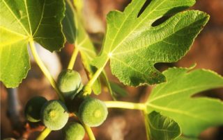 il fico, albero da frutto