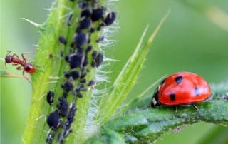 afidi e coccinella