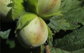 nocciole in maturazione