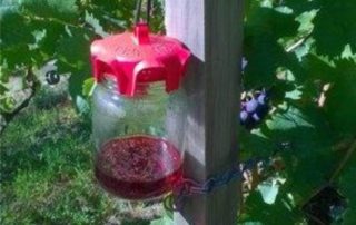 vaso trap per la cattura della drosophila suzukii