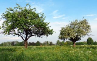 alberi da frutto