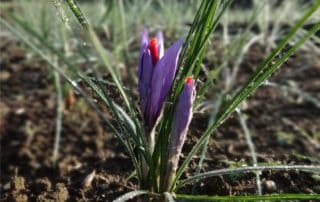 due fiori di zafferano