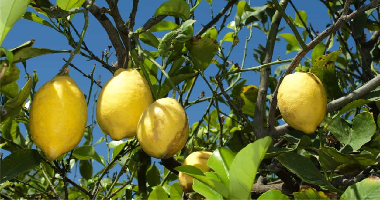 coltivare la pianta del limone
