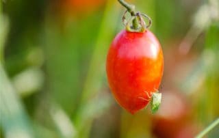 parassita sul pomodoro: cimice