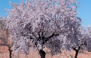 mandorlo: albero in fiore