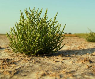 Salicornia Riconoscere E Gustare Asparagi Di Mare